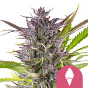 Royal Queen Seeds Green Gelato feminized cannabis seeds (5 Samen Packung)