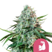 Royal Queen Seeds Hulk Berry feminized cannabis seeds (5 Samen Packung)