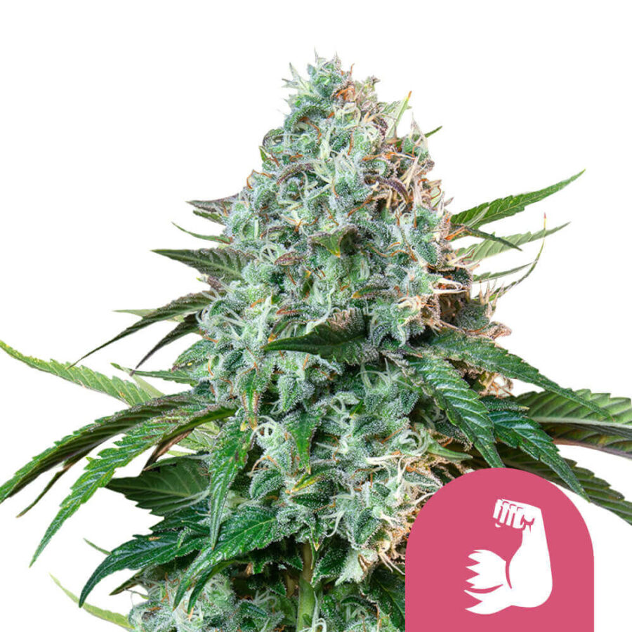 Royal Queen Seeds Hulk Berry feminized cannabis seeds (5 Samen Packung)