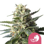 Royal Queen Seeds Lemon Shining Silver Haze feminized cannabis seeds (5 Samen Packung)