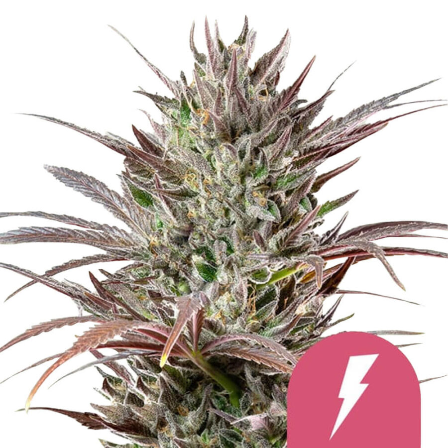 Royal Queen Seeds North Thunderfuck feminized cannabis seeds (5 Samen Packung)