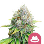 Royal Queen Seeds O.G. Kush feminized cannabis seeds (5 Samen Packung)