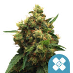 Royal Queen Seeds Pain Killer XL CBD cannabis seeds (5 Samen Packung)