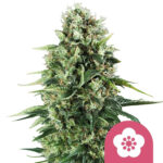 Royal Queen Seeds Power Flower feminized cannabis seeds (5 Samen Packung)