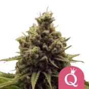 Royal Queen Seeds Purple Queen feminized cannabis seeds (5 Samen Packung)