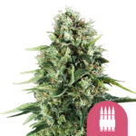 Royal Queen Seeds Royal AK feminized cannabis seeds (5 Samen Packung)