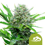 Royal Queen Seeds Royal Bluematic autoflowering cannabis seeds (5 Samen Packung)