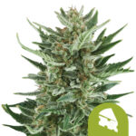 Royal Queen Seeds Royal Cheese Auto autoflowering cannabis seeds (5 Samen Packung)