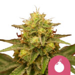 Royal Queen Seeds Royal Domina feminized cannabis seeds (5 Samen Packung)