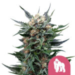 Royal Queen Seeds Royal Gorilla feminized cannabis seeds (5 Samen Packung)