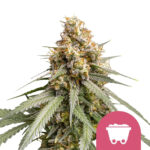 Royal Queen Seeds Shining Silver Haze feminized cannabis seeds (5 Samen Packung)