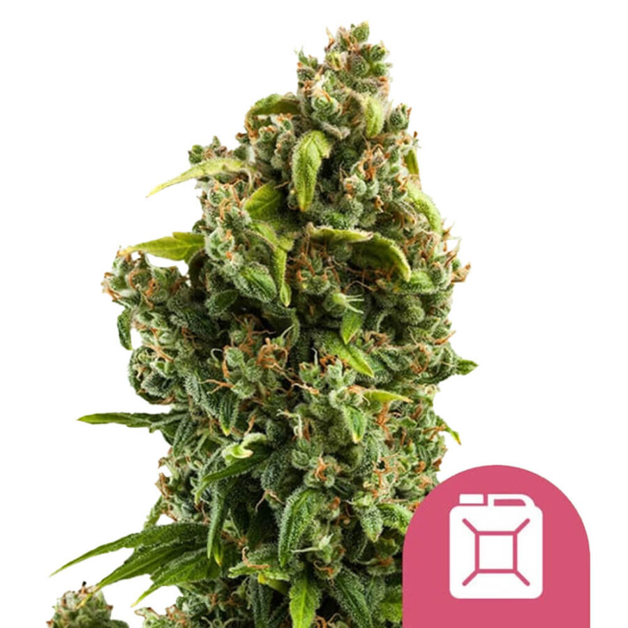 Royal Queen Seeds Sour Diesel feminized cannabis seeds (5 Samen Packung)