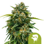 Royal Queen Seeds Sweet Skunk Auto autoflowering cannabis seeds (5 Samen Packung)