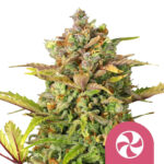 Royal Queen Seeds Sweet ZZ feminized cannabis seeds (5 Samen Packung)