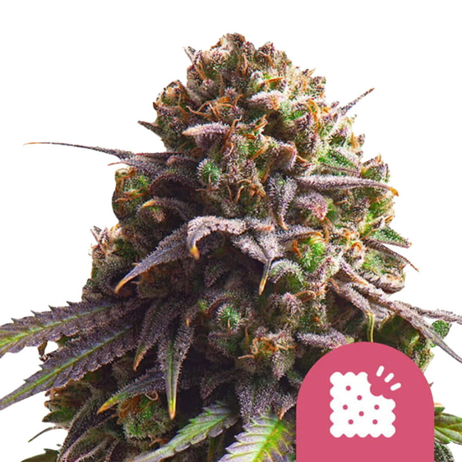 Royal Queen Seeds Biscotti Feminized (3 Samen Packung)