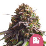 Royal Queen Seeds Biscotti Feminized (5 Samen Packung)