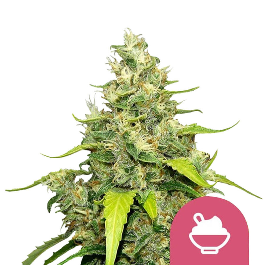 Royal Queen Seeds Blue Gelato Feminized (3 Samen Packung)