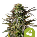 Royal Queen Seeds Cherry Pie Auto Autoflowering (5 Samen Packung)