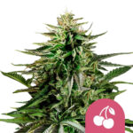 Royal Queen Seeds Cherry Pie Feminized (3 Samen Packung)