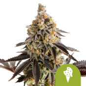 Royal Queen Seeds Cookies Gelato Auto Autoflowering (3 Samen Packung)