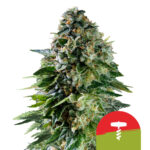 Royal Queen Seeds x Tyson 2.0 Corkscrew Auto autoflowering (5 Samen Packung)