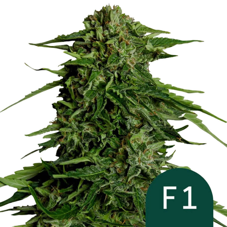 Royal Queen Seeds Epsilon F1 autoflowering cannabis seeds (5 Samen Packung)