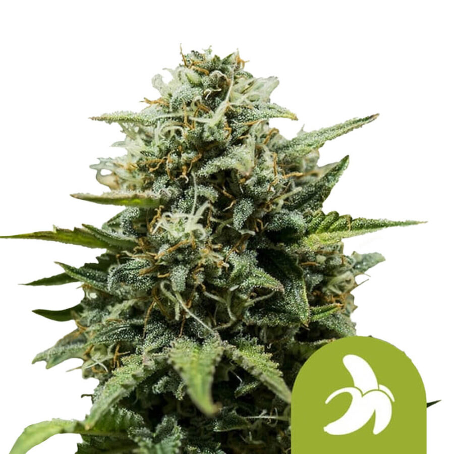 Royal Queen Seeds Fat Banana Auto Autoflowering (3 Samen Packung)