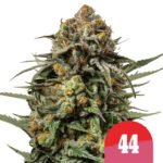 Royal Queen Seeds x Tyson 2.0Gelato 44 feminized (3 Samen Packung)