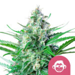 Royal Queen Seeds Grape Ape Feminized (3 Samen Packung)