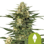 Royal Queen Seeds Green Gelato Auto Autoflowering (3 Samen Packung)