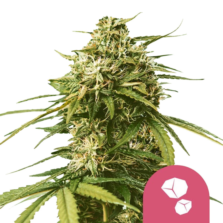 Royal Queen Seeds Gushers Feminized (3 Samen Packung)