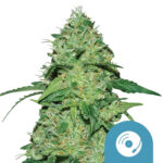 Royal Queen Seeds Joanne's CBD cannabis seeds (3 Samen Packung)