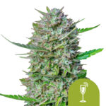 Royal Queen Seeds Mimosa Auto Autoflowering (5 Samen Packung)