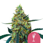 Royal Queen Seeds Mimosa Feminized (5 Samen Packung)