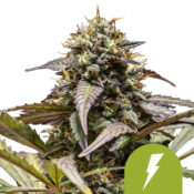 Royal Queen Seeds North Thunderfuck autoflowering cannabis seeds (5 Samen Packung)