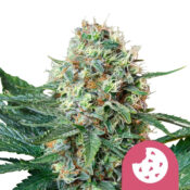 Royal Queen Seeds Royal Cookies Feminized (5 Samen Packung)