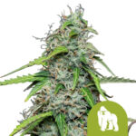 Royal Queen Seeds Royal Gorilla Automatic Autoflowering (5 Samen Packung)