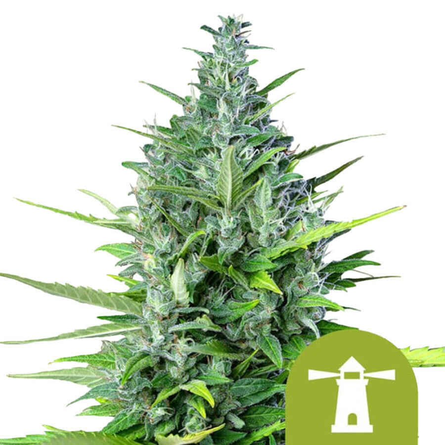 Royal Queen Seeds Royal Haze autoflowering cannabis seeds (5 Samen Packung)