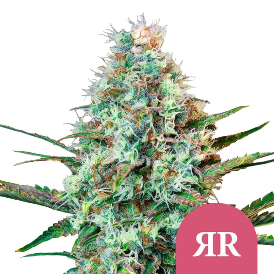 Royal Queen Seeds Royal Runtz Feminized (3 Samen Packung)