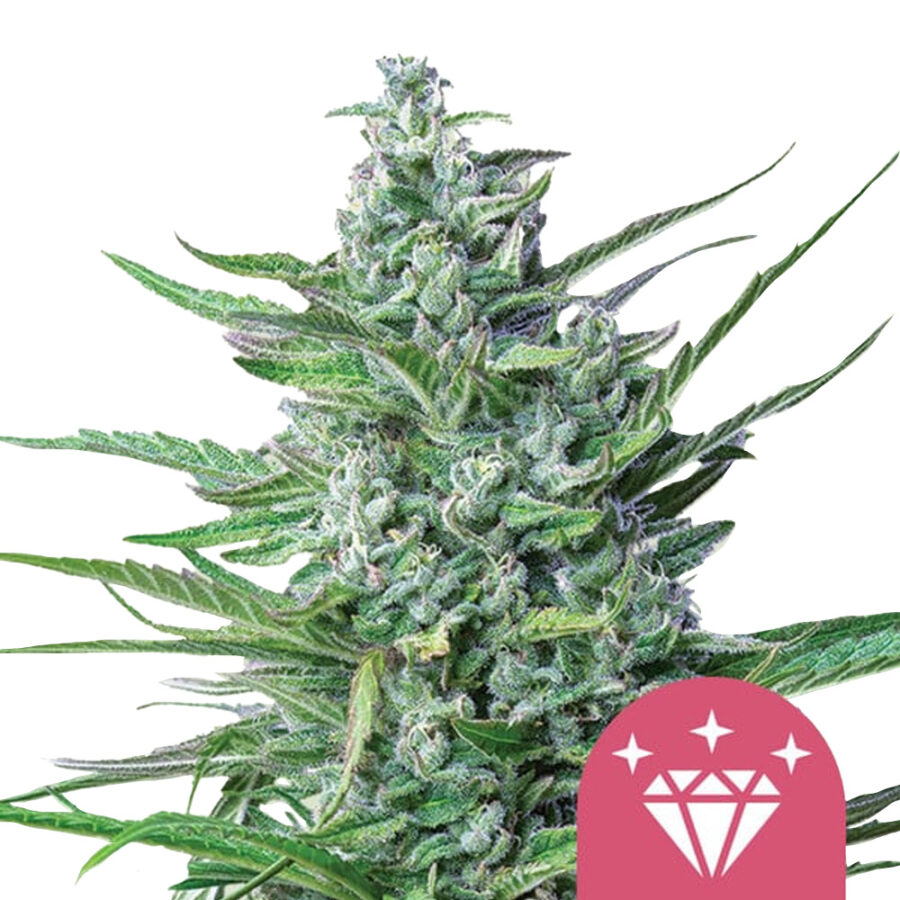 Royal Queen Seeds Special kush 1 Feminized (5 Samen Packung)