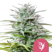 Royal Queen Seeds Speedy Chile Feminized (3 Samen Packung)