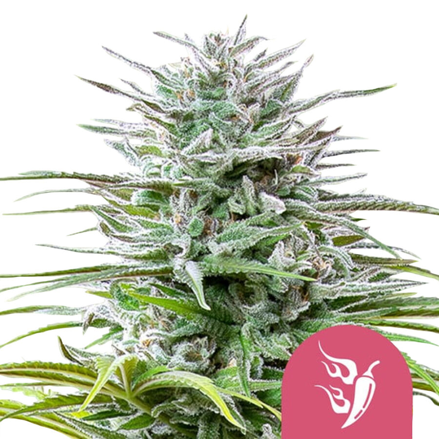 Royal Queen Seeds Speedy Chile Feminized (5 Samen Packung)