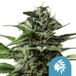 Royal Queen Seeds Tatanka Pure CBD cannabis seeds (3 Samen Packung)