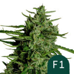 Royal Queen Seeds Titan F1 autoflowering cannabis seeds (3 Samen Packung)