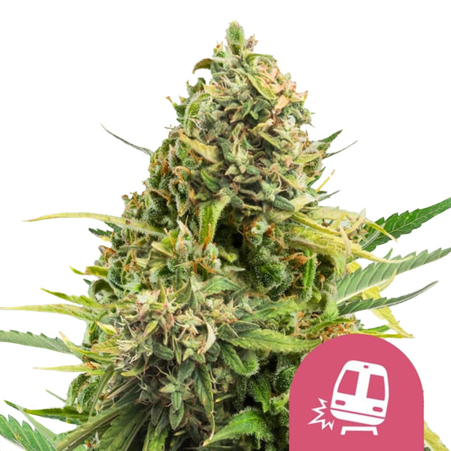 Royal Queen Seeds Trainwreck Feminized (5 Samen Packung)