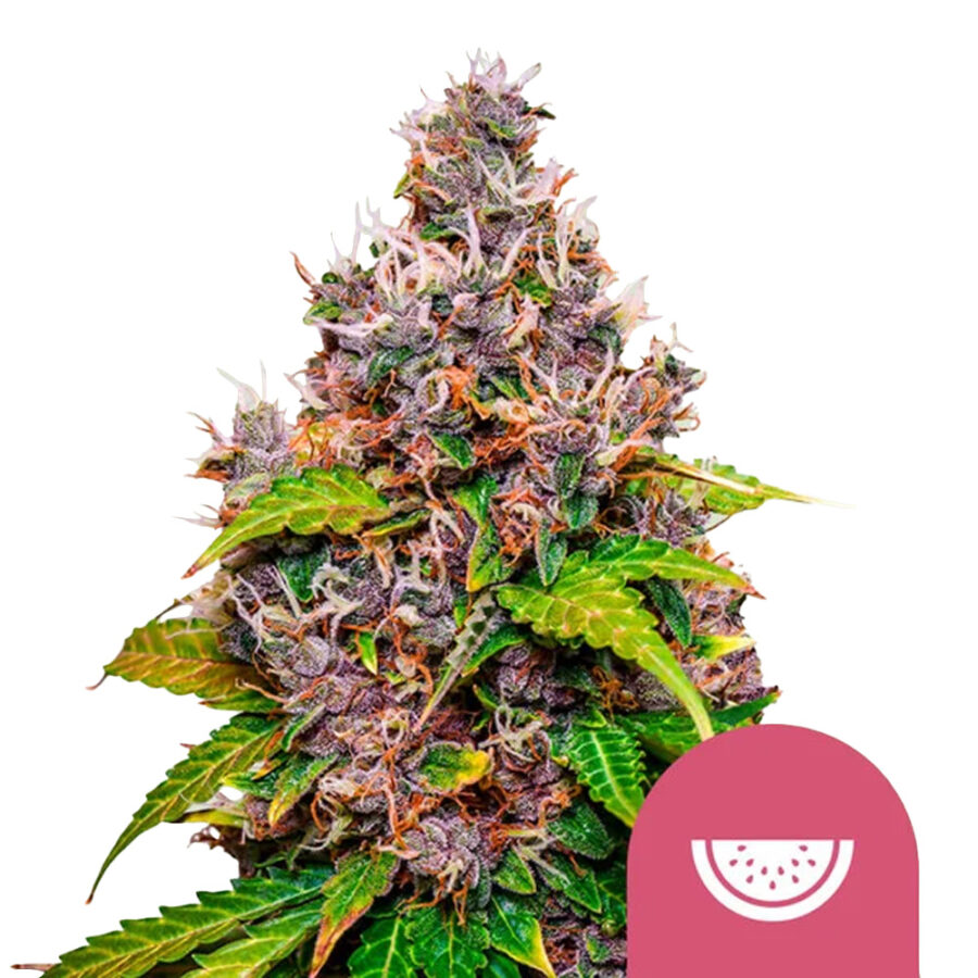 Royal Queen Seeds Watermelon Feminized (3 Samen Packung)