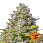 Barney's Farm Blue Gelato 41 feminized cannabis seeds (3 Samen Packung)