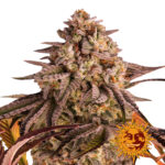 Barney's Farm Blue Sunset Sherbert feminized cannabis seeds (5 Samen Packung)