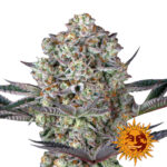 Barney's Farm Dos Si Dos 33 feminized cannabis seeds (3 Samen Packung)