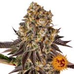 Barney's Farm Gelato #45 feminized cannabis seeds (3 Samen Packung)